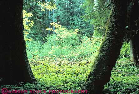 Stock Photo #13848: keywords -  conifer coniferous ecology floor forest forests habitat habitats horz landscape nature plant plants rainforest scenery scenic state temperate tree trees washington wild wilderness