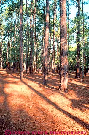 Stock Photo #13855: keywords -  aiken carolina conifer coniferous ecology evergreen floor forest forests habitat habitats landscape nature park parks pine plant plants public scenery scenic south state tree trees vert wild wilderness