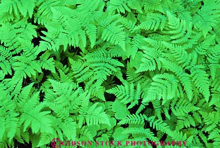 Stock Photo #13822: keywords -  chlorophyll color colorful fern ferns green habitat habitats horz nature pattern patterns photosynthesis plant plants state texture textures washington wild wilderness