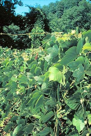 Stock Photo #17055: keywords -  ashville carolina dense escape escaped exotic grow growing grown growth import imported introduce introduced invade invader invaders invades invading invasive kudzu native non north overgrown plant plants pueraria specie species vert vine vines vweeds weed weeds