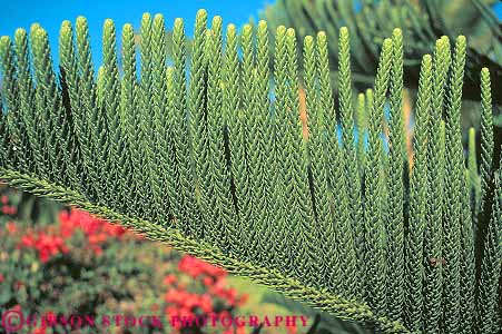 Stock Photo #13742: keywords -  branch conifer coniferous cook evergreen green hawaii horz linear parallel pattern patterns pine plant plants repeat repeats repetition row rows tree trees