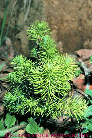 Stock Photo #13747: keywords -  branches california conifer coniferous deciduous douglas evergreen fir forest forests green grow growing growth new plant plants sapling tree trees vert yearling young