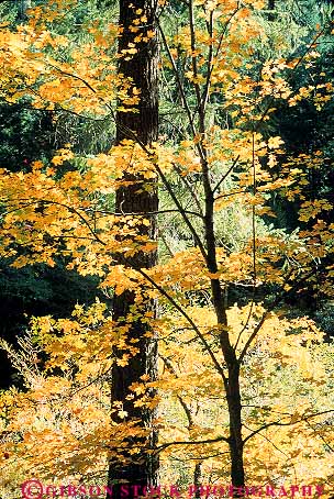 Stock Photo #13758: keywords -  autumn branch branches california color colorful deciduous fall foliage forest forests healthy leaf leaves maple nature plant plants sun sunny sunshine translucence translucent tree trees vert yellow