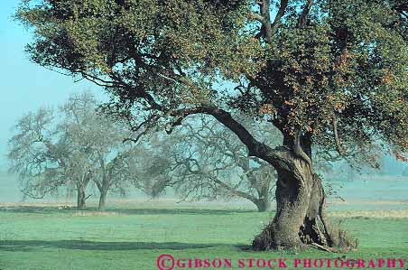 Stock Photo #13766: keywords -  branch branches california curve curved curves curving deciduous forest forests green healthy horz landscape nature oak plant plants scenery scenic tree trees