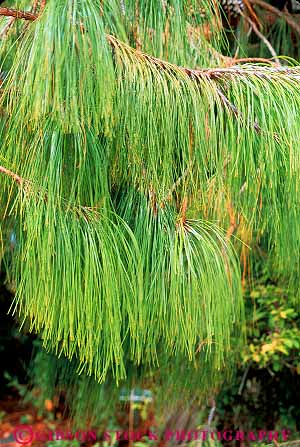 Stock Photo #13770: keywords -  array arrays branch branches branching conifer coniferous countless green hang hanging hangs healthy linear long lots many nature needle needles numerous parallel pattern patterns photosynthesis pine plant plants tree trees vert