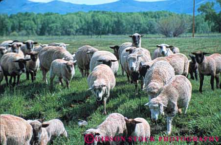 Stock Photo #7936: keywords -  agriculture animal animals farm farming farms field fur group herd horz in large livestock mammal mammals many pa sheep sture wool