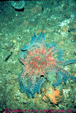 Stock Photo #13722: keywords -  animal animals benthic bottom california carmel echinodermata invertebrate invertebrates life marine ocean pycnopodia radial sea star starfish symmetry underwater vert