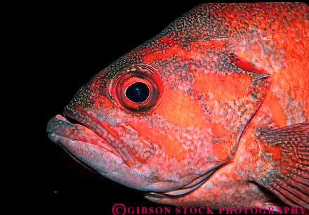 Stock Photo #18522: keywords -  animal animals bright color colorful eye eyes fish fishes head horz marine natural nature orange rockfish wildlife