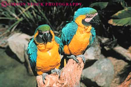 Stock Photo #8006: keywords -  animal animals avian big bird birds color colorful domestic feather feathers herbivore horz large pair parrots pet pets tame two yellow