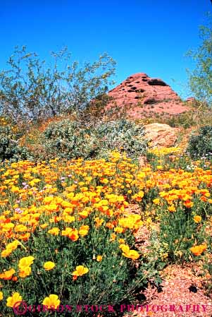 Stock Photo #7357: keywords -  arid arizona blossom blossoming blossoms botanical bright california climate climatology desert desiccate dried dry drying dryness environment evaporate flower flowering flowers garden habitat hot landscape nature orange parch parched phoenix plant plants poppies poppy season spring sunny vegetation vert warm waterless wildflower wildflowers xeric yellow