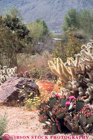 Stock Photo #11565: keywords -  and arid beavertail cacti california cholla climate climatology desert deserts dry environment environments habitat habitats hot landscape landscapes mojave nature parks plant plants preserve protected scenery scenic vert