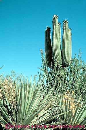 Stock Photo #11566: keywords -  and arid arizona cacti cactus climate climatology desert deserts dry environment environments habitat habitats hot landscape landscapes mojave nature plant plants preserve protected saguaro scenery scenic vert yucca