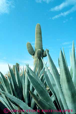 Stock Photo #11567: keywords -  agave and arid arizona cacti cactus climate climatology desert deserts dry environment environments habitat habitats hot landscape landscapes mojave nature parks plant plants preserve protected saguaro scenery scenic succulent vert