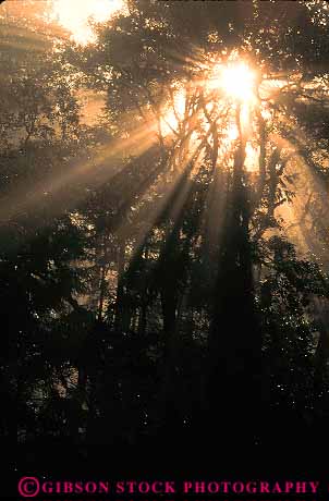 Stock Photo #18603: keywords -  fog in light limbs mood moody rays silhouette silhouettes spirit spiritual streak streaking streaks sun sunshine through tree vert