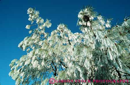 Stock Photo #6960: keywords -  chill chilly close cold crystal crystals delicate environment freeze freezing frost frozen horz ice icy needles pattern pine tree trees up water weather winter