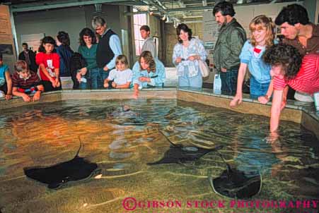 Stock Photo #10874: keywords -  aquarium aquariums attraction bat california fish horz life marine monterey people pool public ray sea touch touching tourist