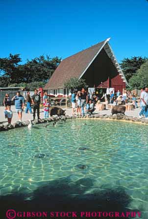 Stock Photo #10750: keywords -  animals california captive captivity display francisco in park parks petting pond ponds san vert zoo zoos