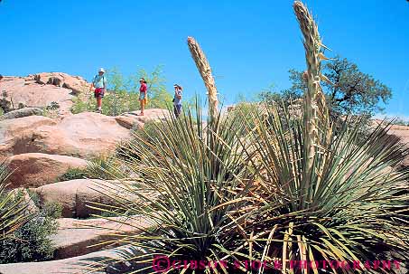 Stock Photo #12042: keywords -  and arid bud cacti cactus california desert deserts dry high hike hiker hikers hikes hiking horz hot joshua mojave national norlina park parks public shoot stem tree