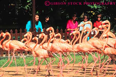 Stock Photo #10231: keywords -  animal animals ardastra bahamas bird birds caribbean coordinate coordinated coordinating destination destinations flamingo flamingos flock gardens group groups horz lots many march marching move moving nassau numerous pink resort resorts sunny sunshine tall together travel tropic tropical vacation walk warm