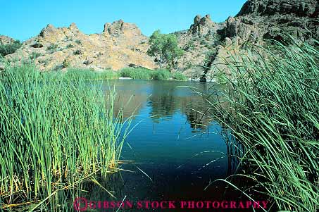 Stock Photo #17814: keywords -  arboreta arboretum arboretums arizona botanical boyce bryce cattail desert deserts garden horz lake lakes landscape marsh marshes nature pond ponds scenery scenic small thompson water wetland wetlands