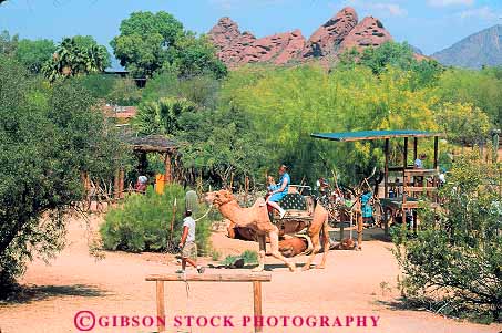 Stock Photo #11783: keywords -  arizona camel camels horz outdoor outside people phoenix recreation ride rides riding southwest west western zoo zoos