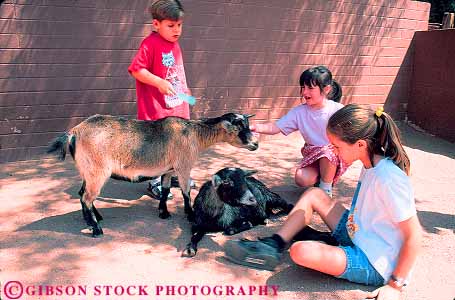 Stock Photo #11784: keywords -  arizona barnyard boy child children feel girl girls goat goats hold horz in outdoor outside pet pets petting phoenix recreation southwest touch touching west western youth zoo