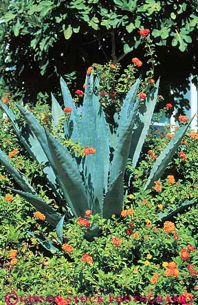 Stock Photo #11798: keywords -  agave and arizona cacti cactus flower flowering garden gardens green lantana phoenix southwest vert west western