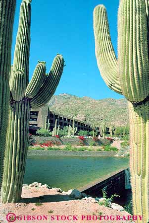 Stock Photo #17755: keywords -  arizona cacti cactus canyon desert destination detination near pond ponds recreation resort resorts saguaro southwest travel tucson vacation vacationing ventana vert west western