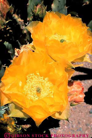 Stock Photo #11726: keywords -  arid arizona blossom blossoming blossoms cacti cactus climate community desert deserts dry ecology environment flower flowering flowers habitat habitats hot monument national nature park parks pear plant plants preserve preserved pretty prickly saguaro scenery scenic tucson vert wilderness wildflower wildflowers yellow