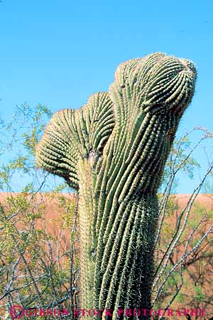 Stock Photo #11728: keywords -  aberrant abnormal abnormality arid arizona bizarre cactus climate community deform deformed desert deserts different dry ecology environment genetic genetics habitat habitats hot monument mutant mutated mutation national nature park parks plant plants preserve preserved saguaro scenery scenic strange tucson unusual variant variation vert weird wilderness