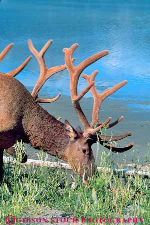 Stock Photo #18620: keywords -  alberta animal animals antler antlers banff brown bull canada eat eating eats elk feeding feeds fur graze grazes grazing landscape large mammal mammals mountain mountains national natural nature park parks province provinces public region rocky scenery scenic vert wilderness wildlife