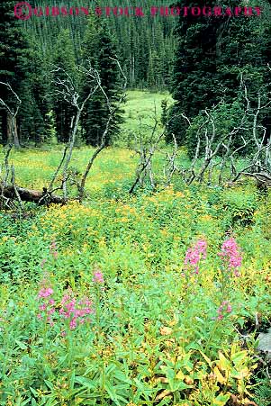 Stock Photo #12000: keywords -  alpine colorado ecology environment habitat in landscape landscapes meadow meadows mountain mountains national nature park parks plant plants preserve public rocky scenery scenic vert wildflower wildflowers