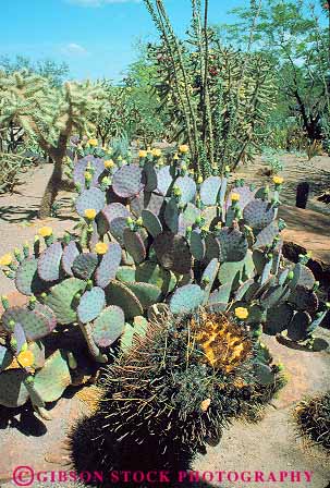 Stock Photo #17684: keywords -  arid cacti cactus cactuses chocolates desert deserts drought dry ethal ethel garden gardens habitat henderson hot landscape las m nature near nevada plant plants scenery scenic tolerant vegas vert
