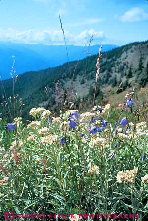 Stock Photo #18392: keywords -  climate flower flowering flowers habitat hurricane in national northwest olympic park parks plants public rainforest region ridge state temporate vert washington wildflowers wildfower yarrow