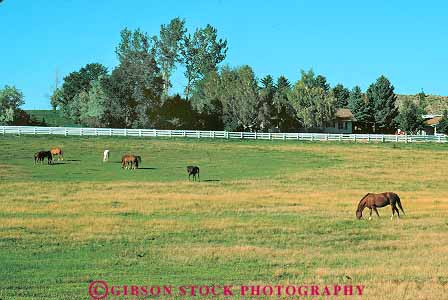 Stock Photo #18642: keywords -  animal animals cody corral feeding field graze grazes grazing horse horses horz landscape pasture ranch ranches scenery scenic west western wyoming