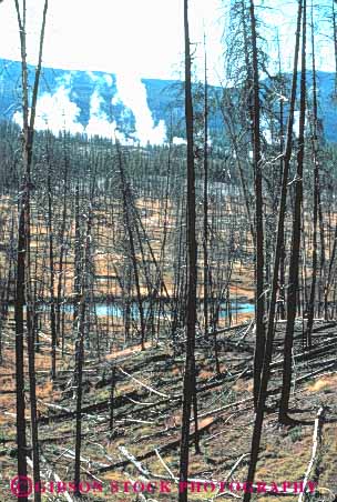 Stock Photo #11004: keywords -  burn burned burns char charred damage damaged dead destroy destroyed disaster disastrous ecological ecology fire forest forestfire impact impacted kill killed national park parks public ruined scare scared tree trees usa vert wildfire wyoming yellowstone