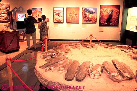 Stock Photo #17295: keywords -  and dinosaur dinosaurs display displays education egg eggs exhibit exhibits fort ft ft. hand horz in industry museum museums nest nests of public replica replicas science scientific simulated texas worth