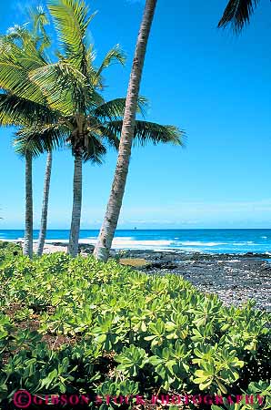 Stock Photo #13900: keywords -  big coast coastal hawaii hawaiian island islands kauai landscape maui oahu ocean palm plant plants scenery scenic sea seashore shore shoreline surf tree trees tropic tropical tropics vegetation vert water