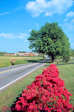 Stock Photo #17626: keywords -  azalea color countryside flowering flowers highway highways landscape pants perennial plant red road roads route row rural scenery scenic spotsylvania street vert virginia with