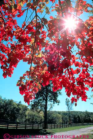 Stock Photo #17627: keywords -  appomatox appomattox autumn burst color colors fall foliage landscape leaves limb limbs maple nature red scenery scenic season sun tree trees vert virginia