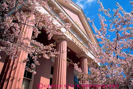 Stock Photo #13336: keywords -  alexandria and architecture athenaeum blossom blossoming blossoms building buildings cherry column columns design flower flowering flowers greek historic horz pillar pillars pink spring style virginia