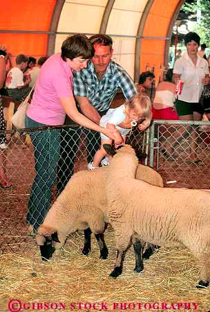 Stock Photo #18299: keywords -  activities activity annual baby child children couple couples event events fair fairs families family festival festivals fun livestock northwest oregon people person pet pets petting play recreation salem sheep state summer vert with