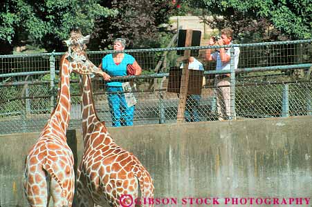 Stock Photo #18256: keywords -  animal animals captive captivity cities city giraffe giraffes horz in large mammal northwest oregon people person portland public urban with zoo zoos