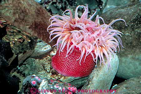 Stock Photo #13414: keywords -  anemone anemones animal animals aquarium aquariums coast coastal coelenterate display displaying displays horz invertebrate invertebrates life marine newport ocean oregon public red sea tealia tentacles