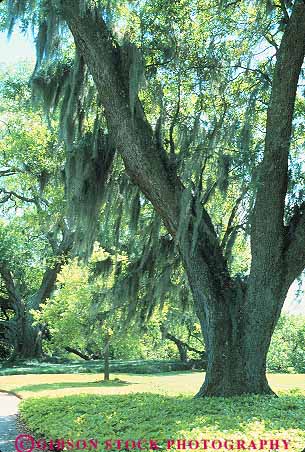 Stock Photo #13622: keywords -  green hang hanging hangs in louisiana moss mosses oak south southern spanish tree trees vert