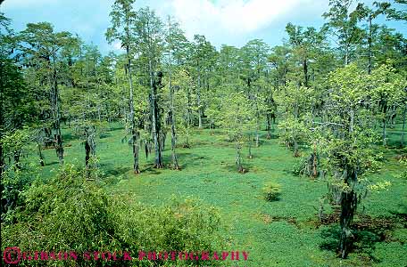 Stock Photo #13623: keywords -  aquatic bayou bayous bog cypress freshwater green horz in louisiana marsh marshes new orleans south southern swamp swamps tree trees wetland