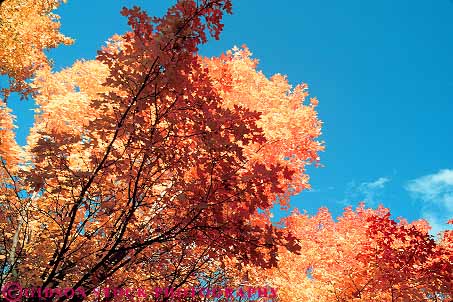 Stock Photo #18865: keywords -  alta autumn branch color colors fall foliage forest horz landscape leaves limb maple mountain mountains natural nature scenery scenic season tree trees utah wooded yellow