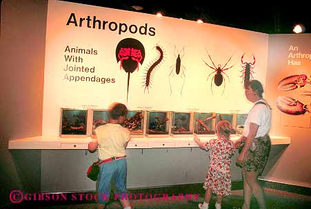 Stock Photo #19062: keywords -  arthropod arthropods bug bugs child children cincinnati education exhibit exhibits habitat habitats horz insect insects learn learning learns observe observes observing ohio people person zoo zoos