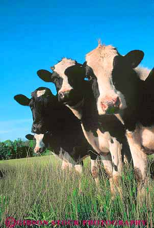 Stock Photo #14181: keywords -  agriculture animal animals countryside cow cows curious cute different face faces farm farms funny group groups head heads holstein humor humorous livestock mammal mammals portrait portraits pose poses posing rural silly vert wisconsin