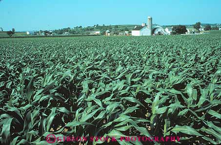 Stock Photo #14195: keywords -  agriculture amish and attraction building buildings corn country crop crops cultivate cultivates cultivating cultivation dutch farm farming farms field fields green grow growing growth heritage horz lancaster landscape leaves pennsylvania plant plants scenery scenic summer tourist traveler